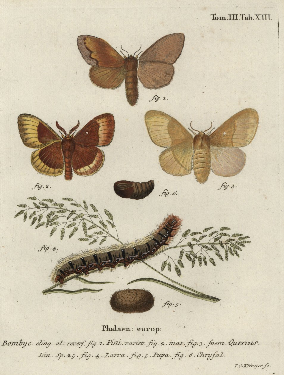 Çam ağacı lappet ve meşe yumurta güveleri. by Johann Georg Klinger