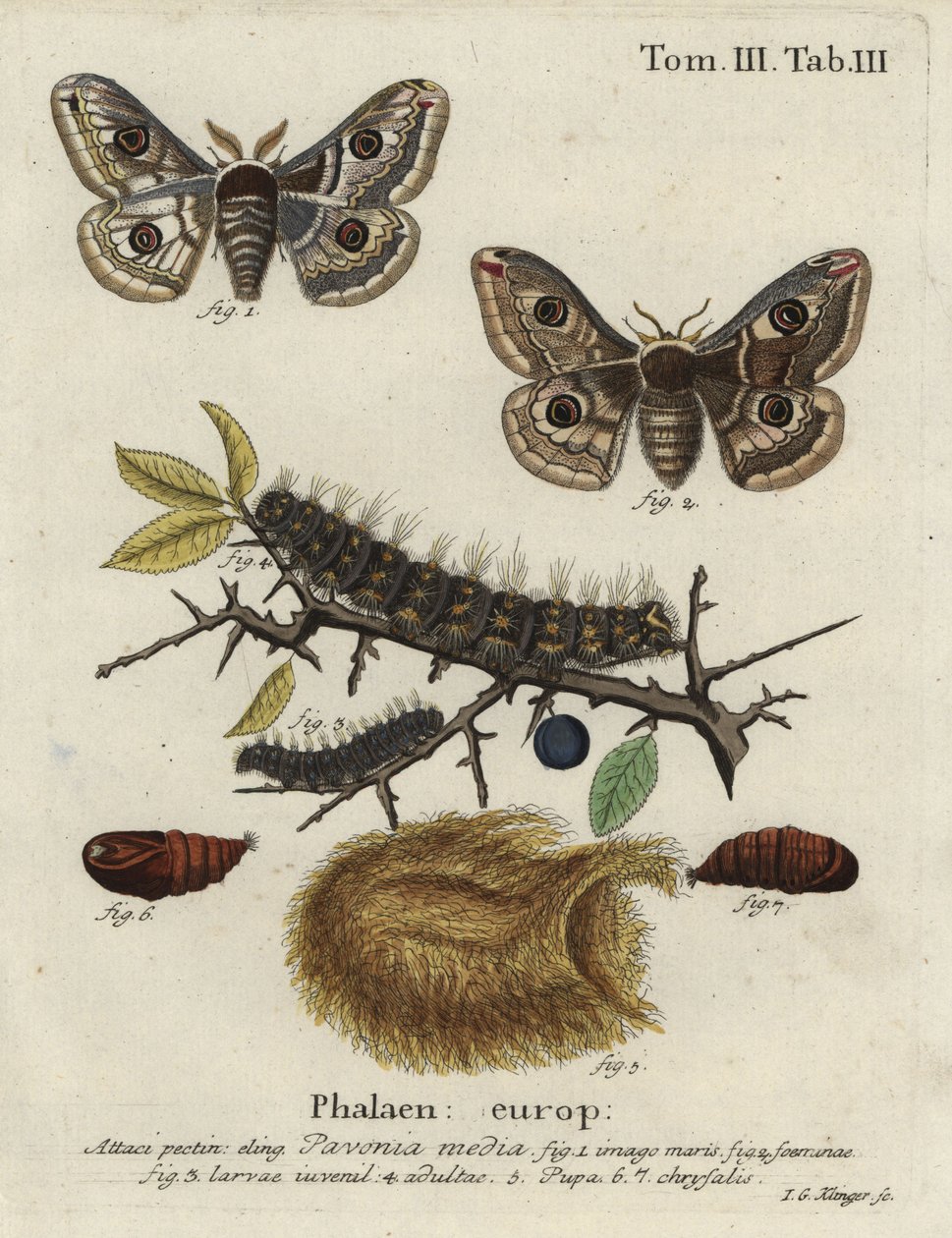 Sloe imparator güvesi, Saturnia spini. by Johann Georg Klinger