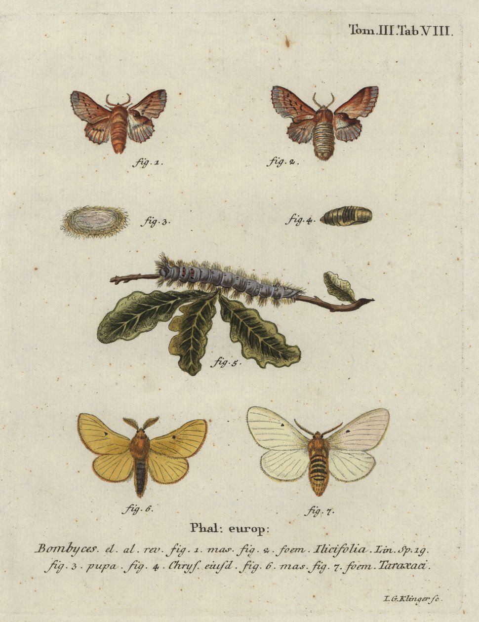 Küçük lappet ve sonbahar ipekböceği güvesi. by Johann Georg Klinger