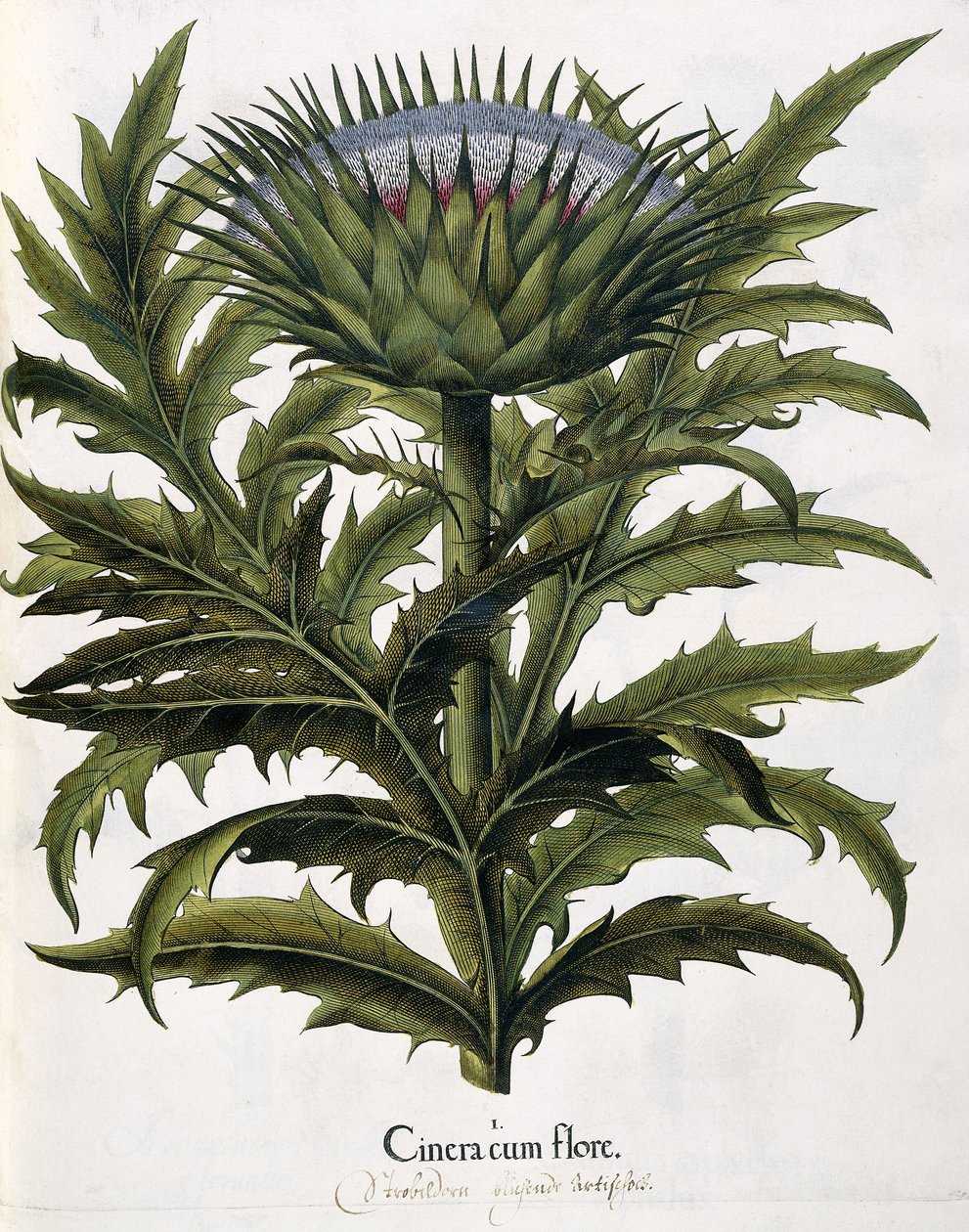 Cinera Cum Flore, 1613 by Johann Georg Ziesenis