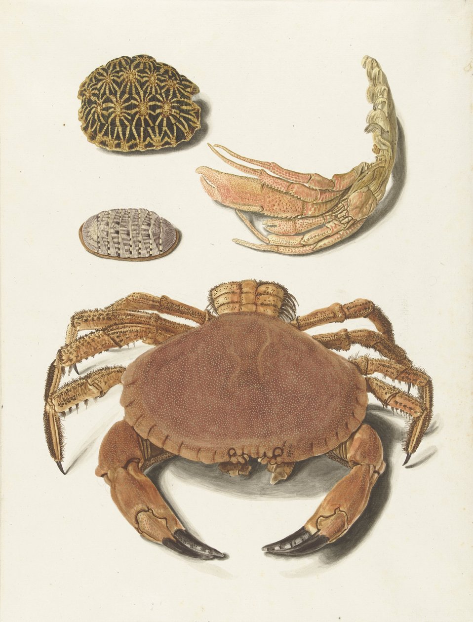 Bir yengeç, yengeç makası ve iki kaplumbağa kabuğu by Johann Gustav Hoch