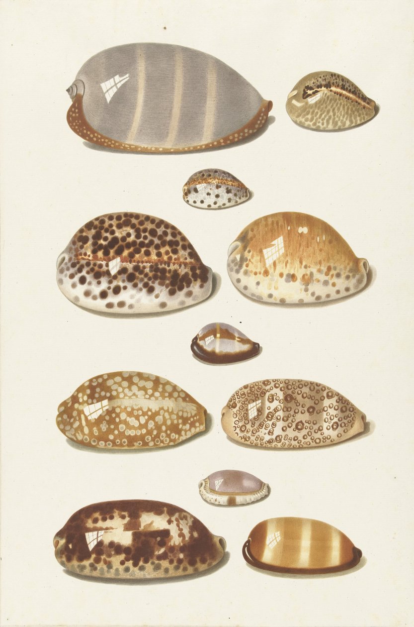 On bir büyük ve küçük tropikal deniz kabuğu by Johann Gustav Hoch