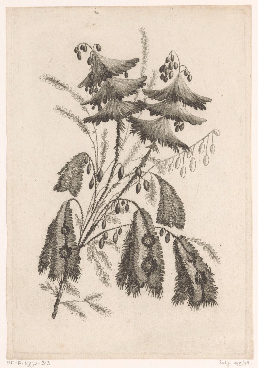 Parasolachtige çiçeği Yeni Tat Çiçekleri Koleksiyonu; Manufacturing des Etoffes de Perse için (seri başlığı) by Johann Heinrich  Hess