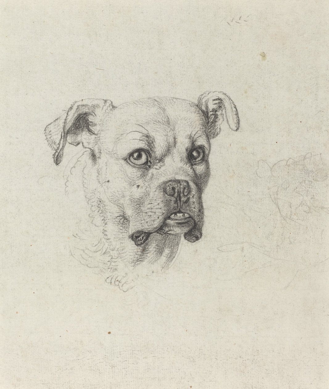 Boksör by Johann Heinrich Wilhelm Tischbein