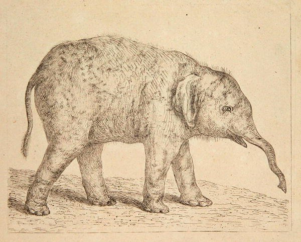 Fil (gravür) by Johann Heinrich Wilhelm Tischbein