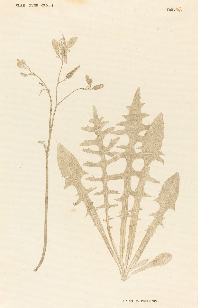 çok yıllık marul by Johann Hieronymus Kniphof