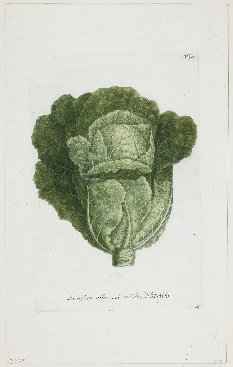 Phytanthoza Iconographia