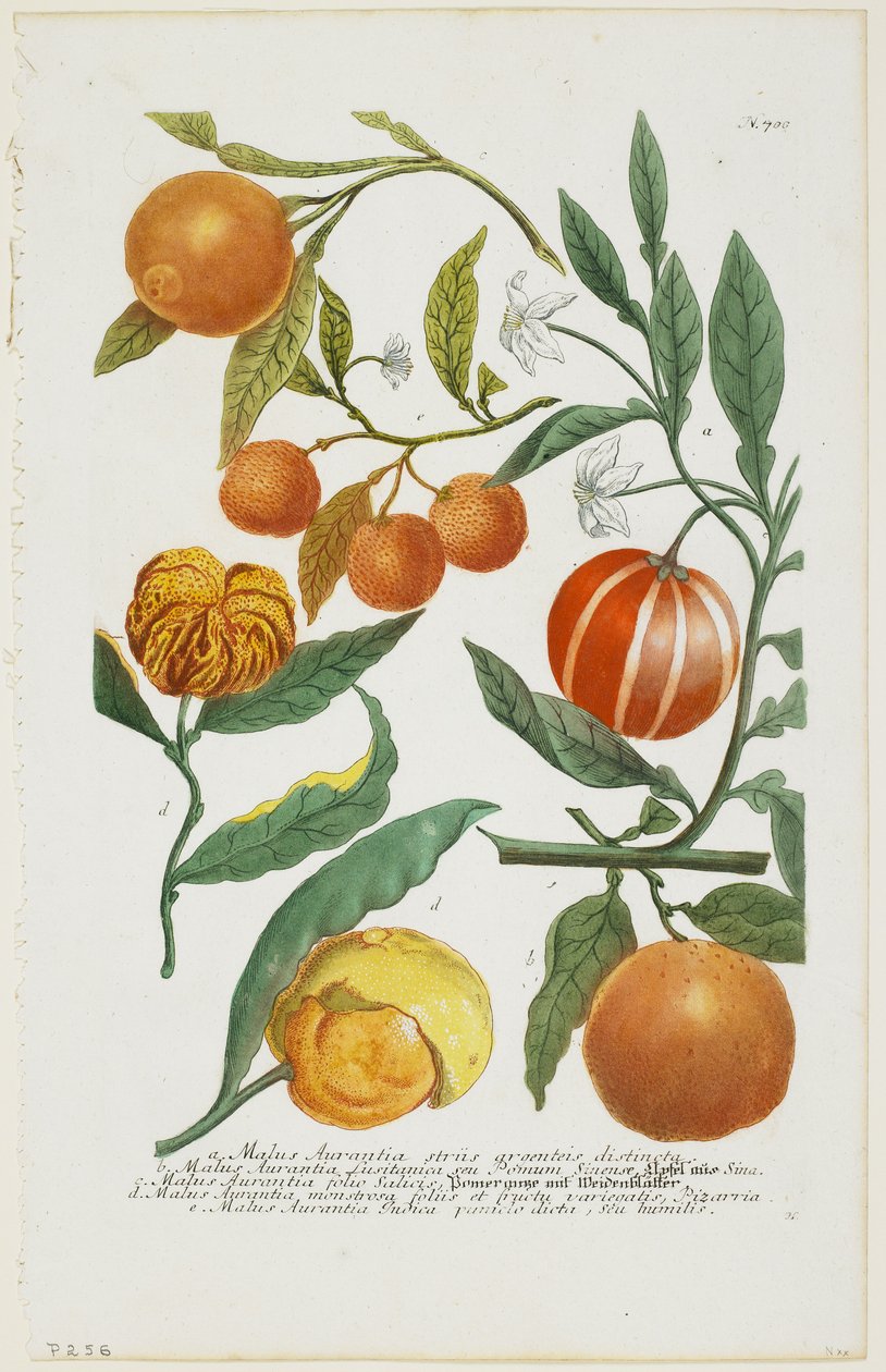 a-e Malus Aurantia vb., Phytanthoza Iconographia