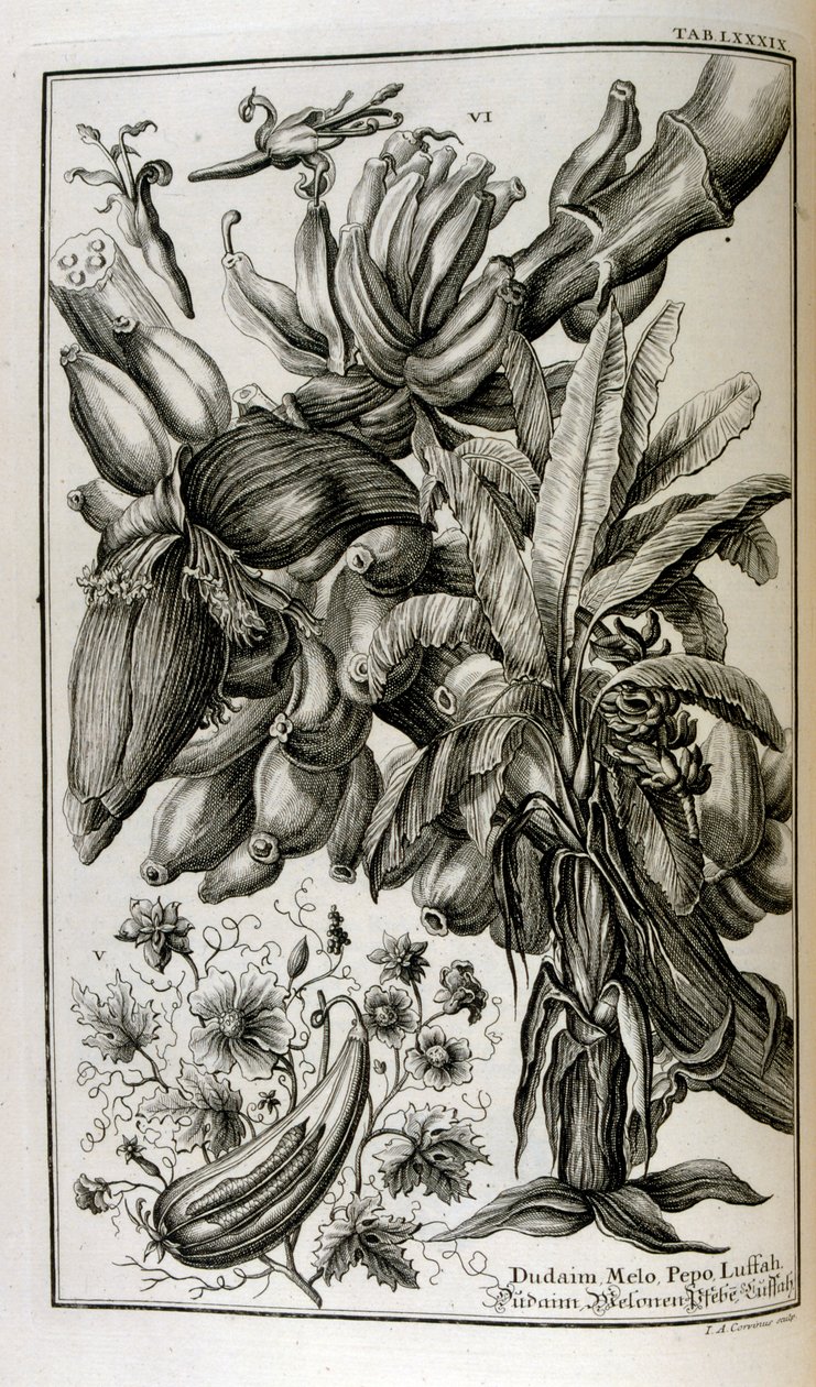 Mandrake ve kavun dahil İncil bitki ve meyveler by Johann Jakob Scheuchzer