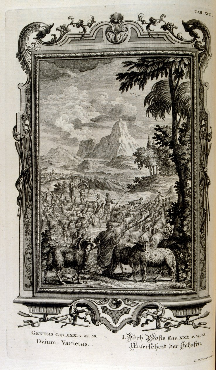 İncil'deki koyun çeşitleri by Johann Jakob Scheuchzer