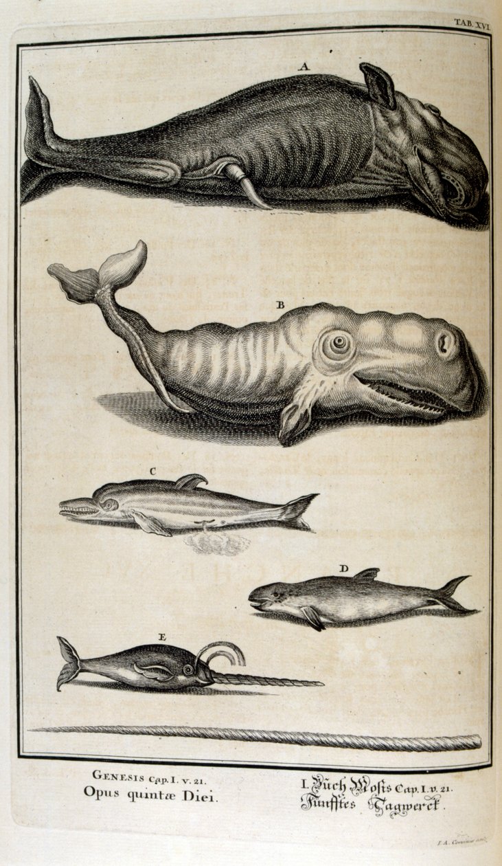 İsviçreli bilgin tarafından 'Physica Sacra'dan bakır levha gravürü. Johann Jakob Scheuchzer by Johann Jakob Scheuchzer