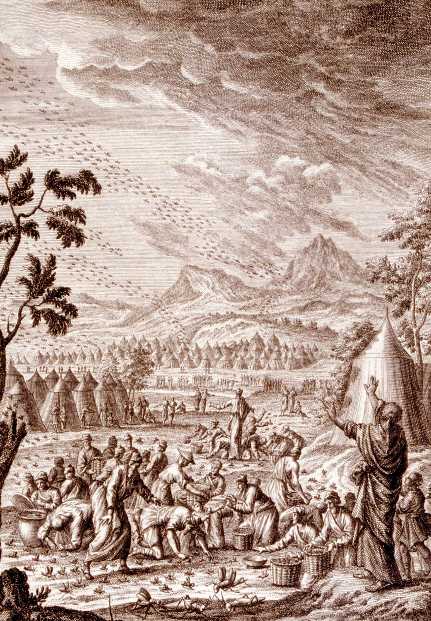 İbraniler çekirge vebasıyla savaşıyor by Johann Jakob Scheuchzer