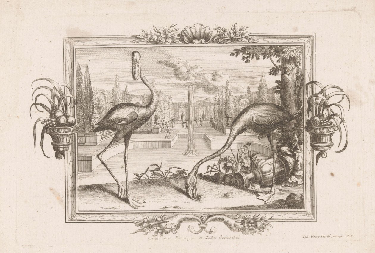 Twee flamingo Aves dicta Flaminges ex India Occidentali (nesne üzerindeki başlık) by Johann Jakob Stelzer