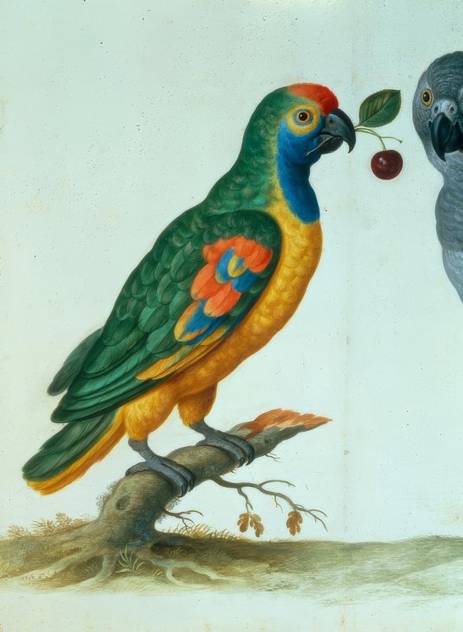 Amazon Papağanı / Walther by Johann Jakob Walther
