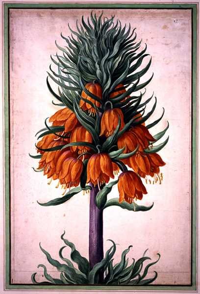 Nassau Florilegium