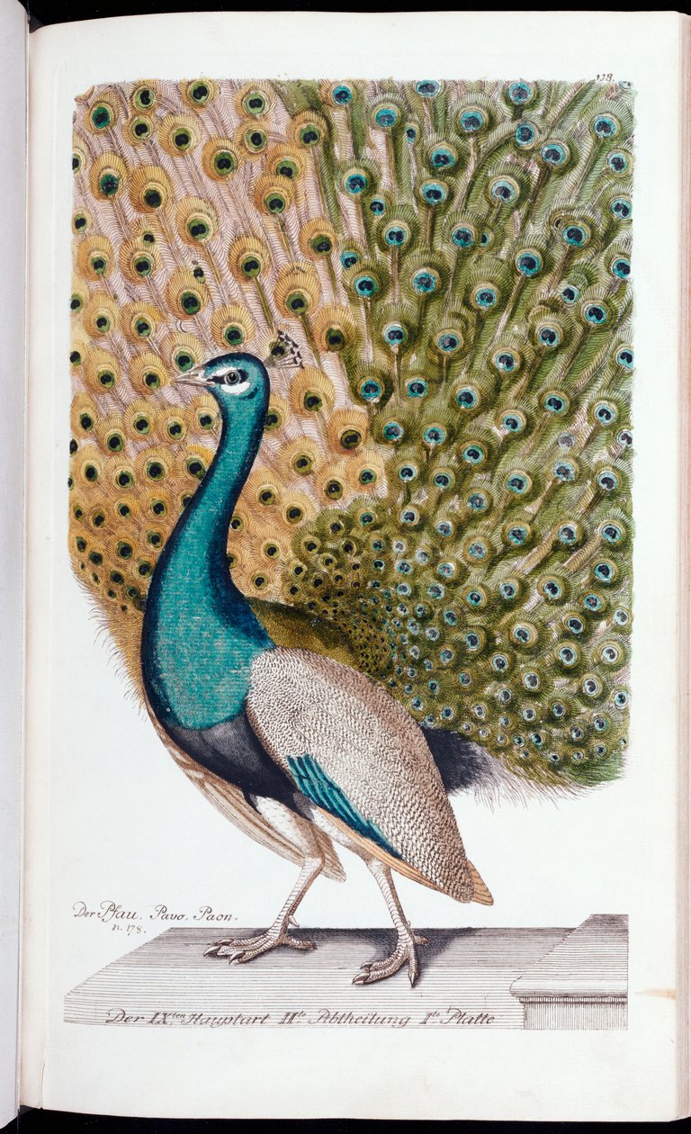 Tam Ekranda Erkek Tavus Kuşu, 1763 by Johann Leonhard Frisch