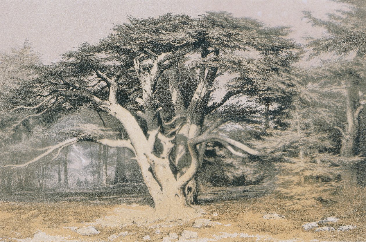 Lübnan Sedirleri. Bernatz ve diğerleri tarafından gravür - Steinkopk J.F. Editör by Johann Martin Bernatz