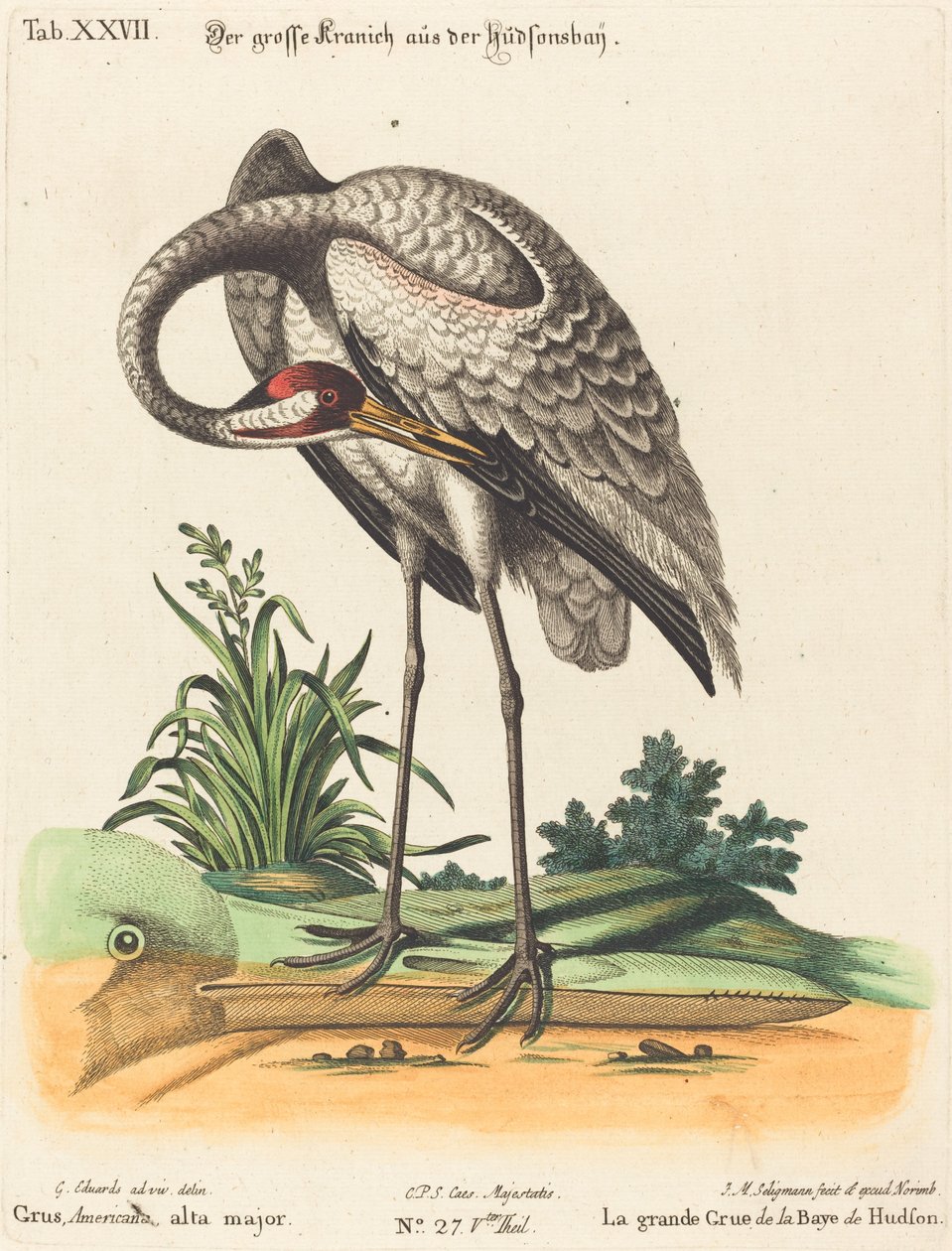 Grus Americana, yüksek majör by Johann Michael Seligmann after George Edwards