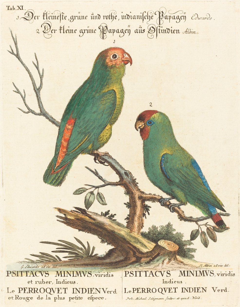 Papağan (Le Perroquet Indien. Papağan Minimus) by Johann Michael Seligmann after George Edwards
