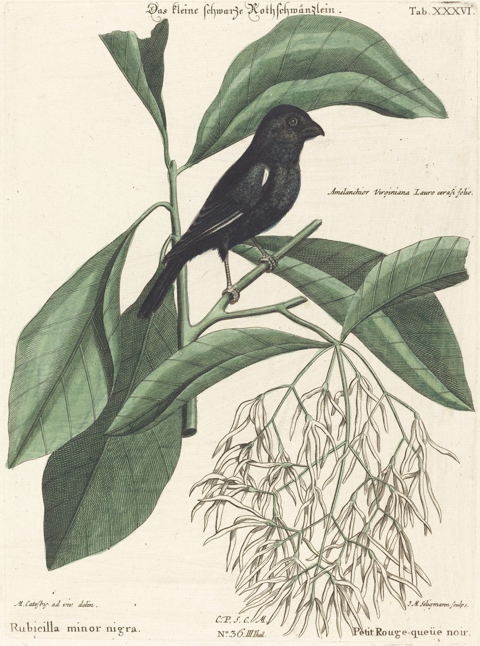 Küçük Kara Şakrak Kuşu (Rubicilla minör nigra) by Johann Michael Seligmann after Mark Catesby