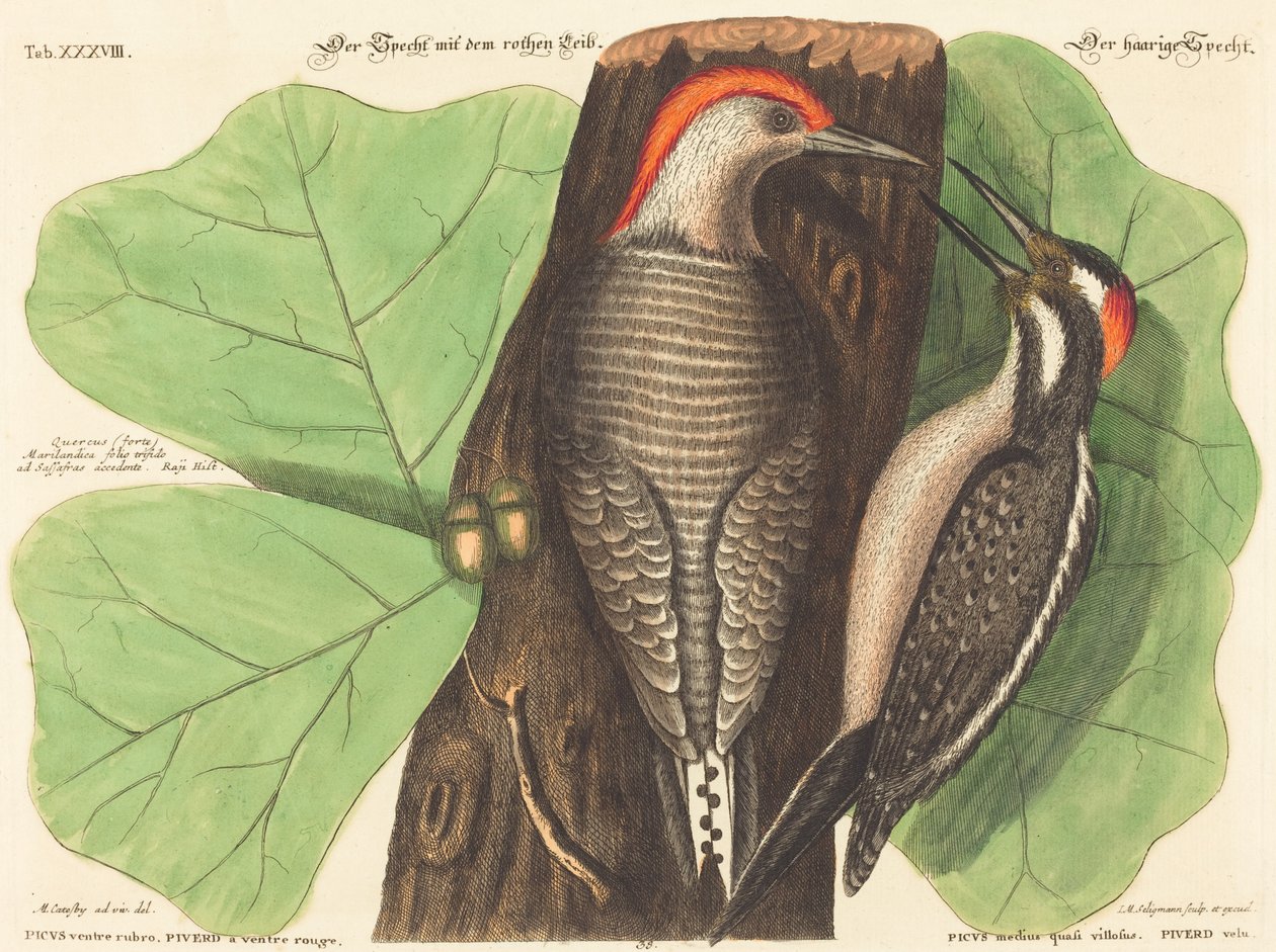 Kırmızı Karınlı Ağaçkakan (Picus Carolinus) by Johann Michael Seligmann after Mark Catesby