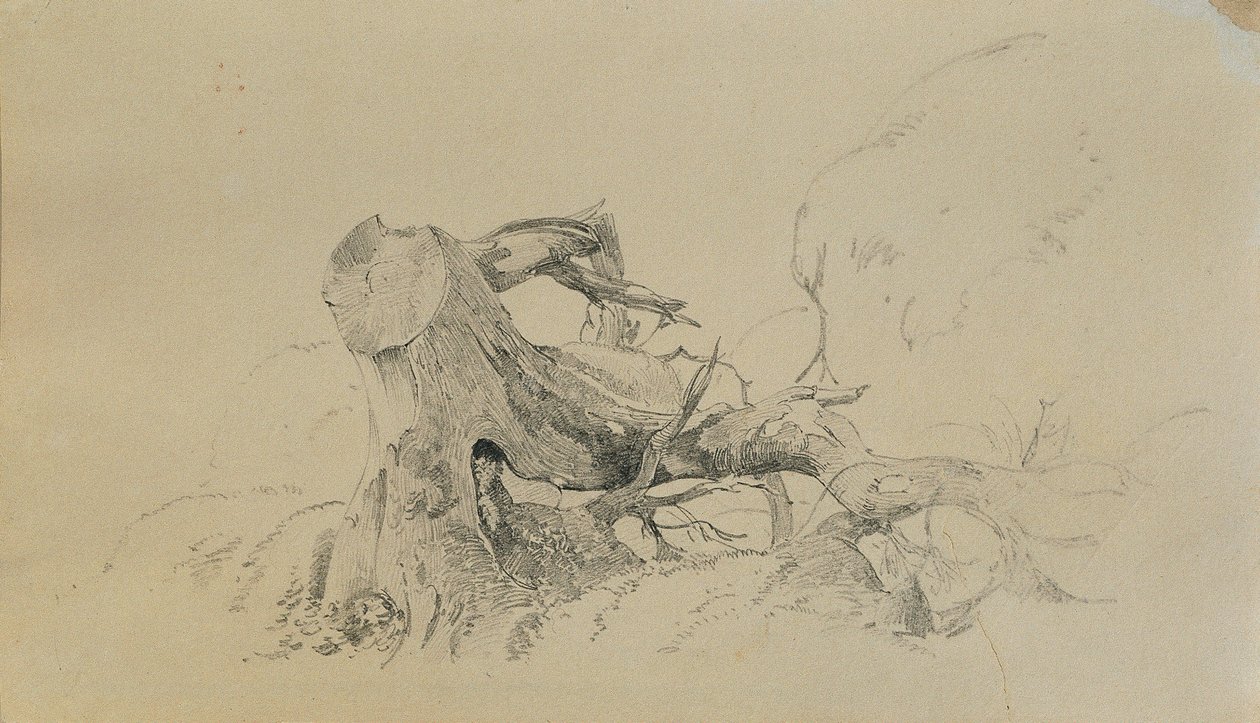 Kök sistemi, düşmüş ağaç by Johann Peter Krafft