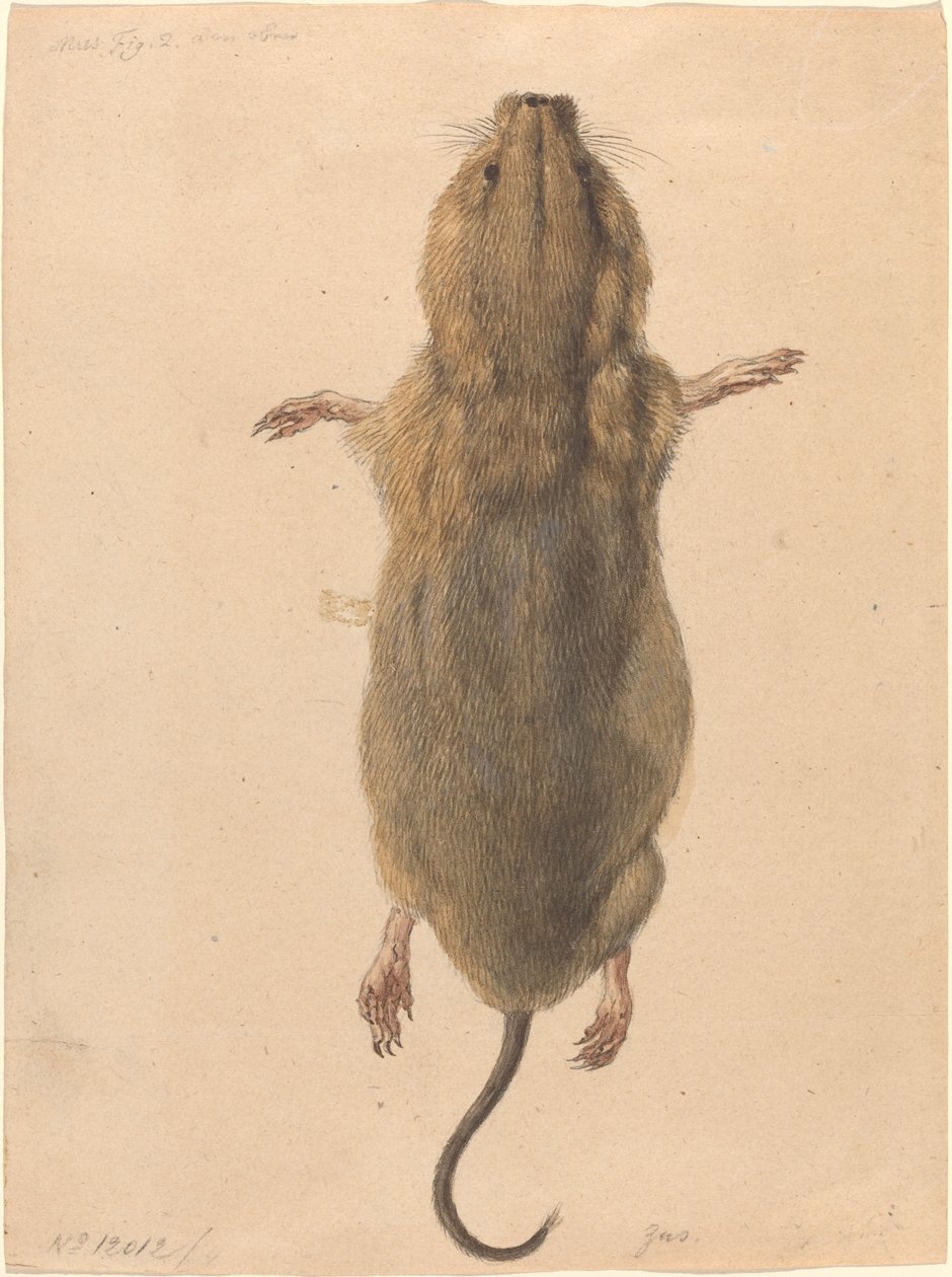 Yukarıdan Bir Tarla Faresi by Johann Rudolph Schellenberg