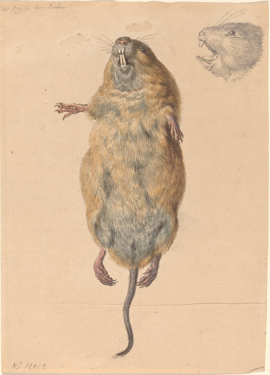 Aşağıdan Bir Tarla Faresi by Johann Rudolph Schellenberg