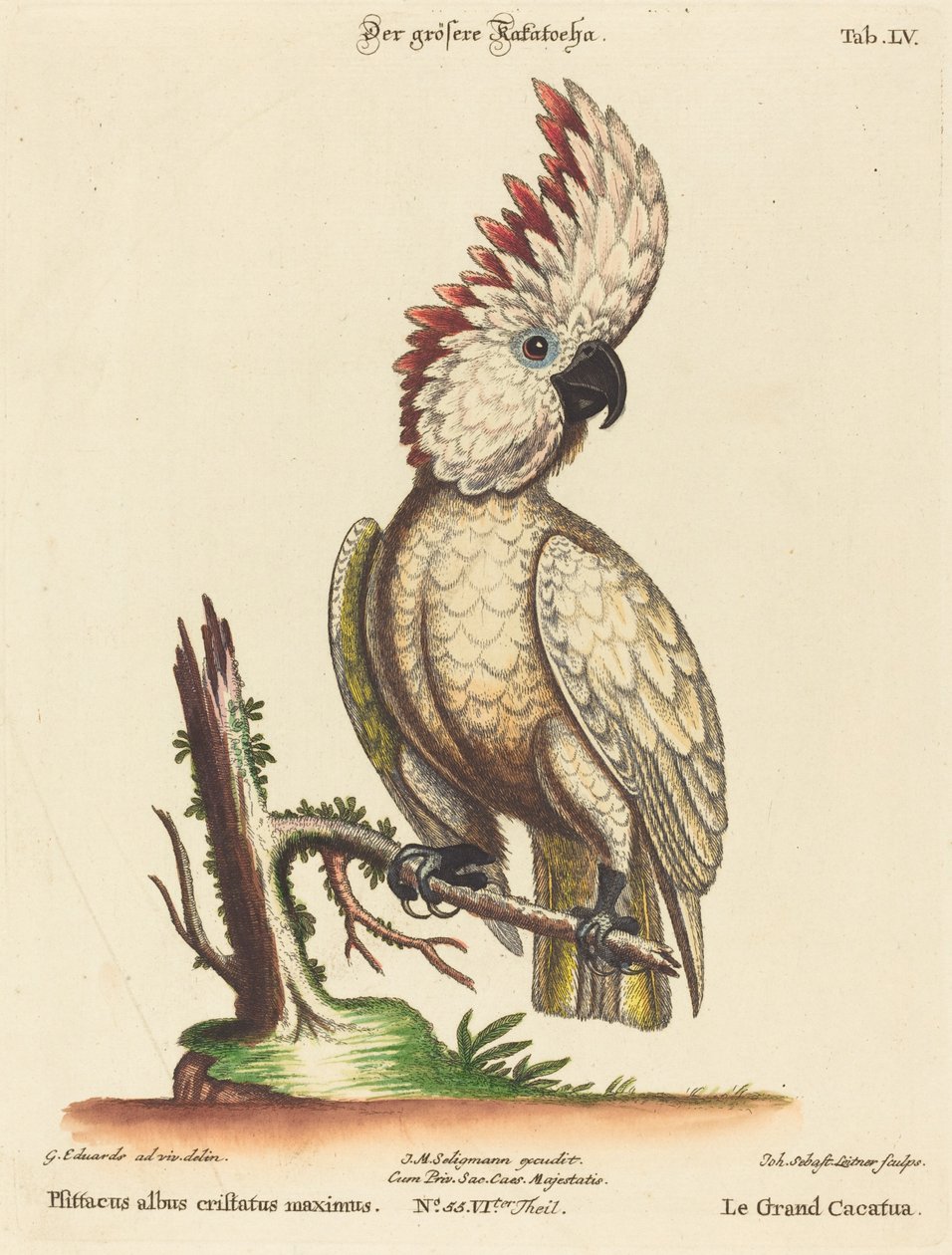 Beyaz Tepeli Papağan by Johann Sebastian Leitner after George Edwards
