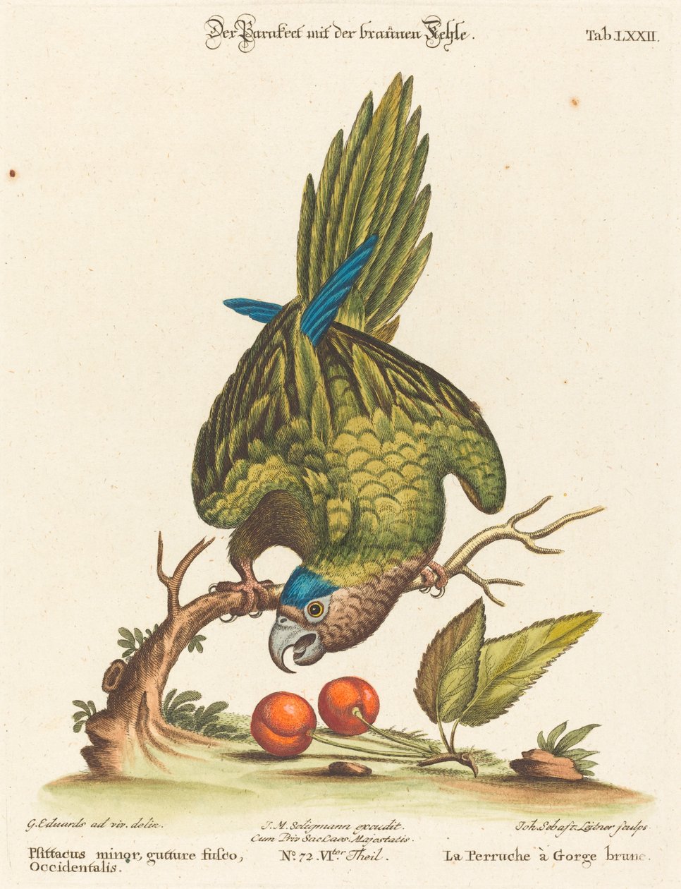 Papağan küçük kahverengi boğazlı batı by Johann Sebastian Leitner after George Edwards