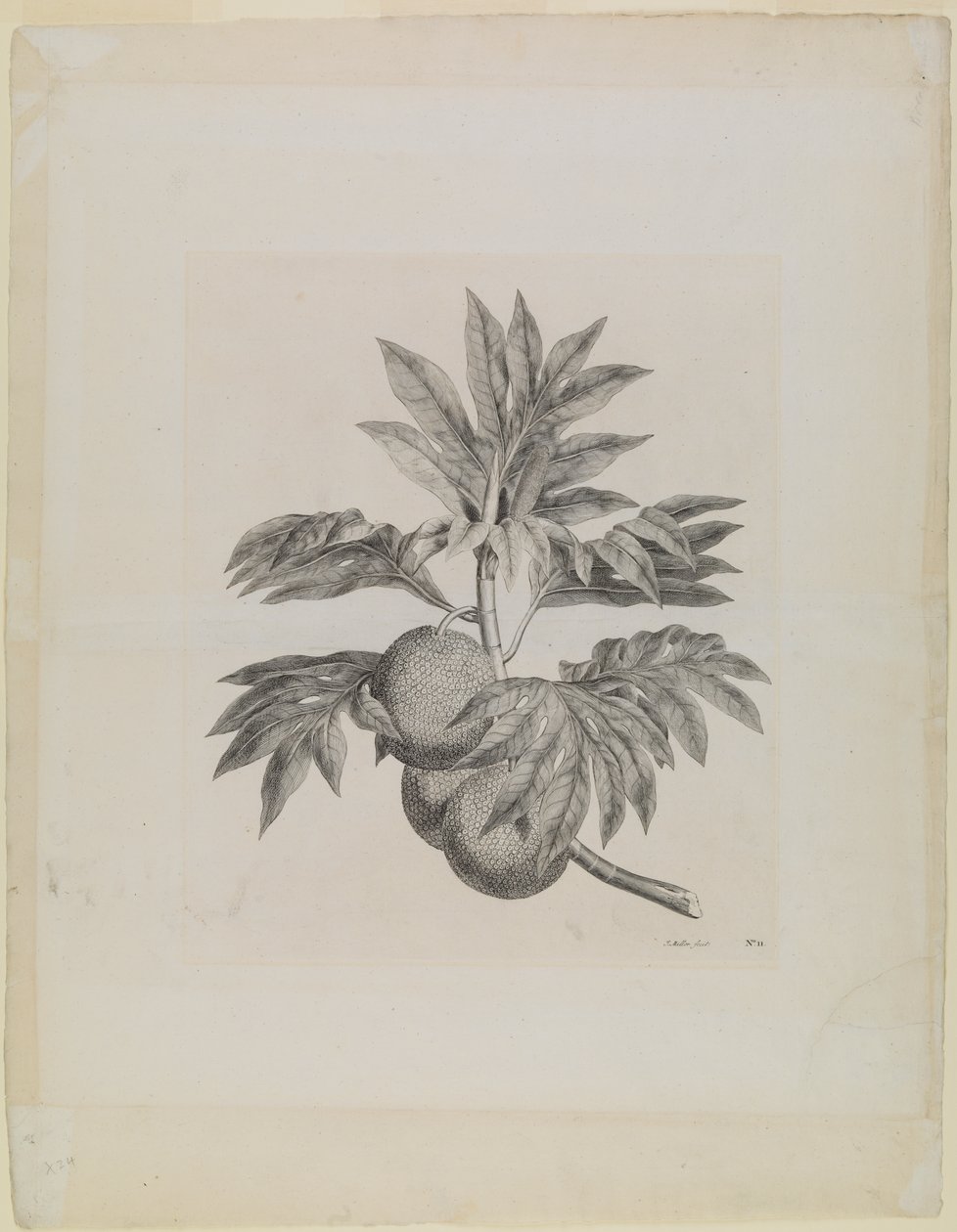  by Johann Sebastien Muller
