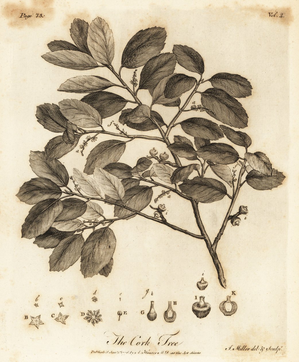 Mantar meşesi, Quercus suber. by Johann Sebastien Muller
