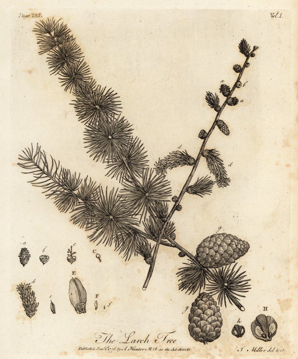 Avrupa karaçamı, Larix decidua. by Johann Sebastien Muller