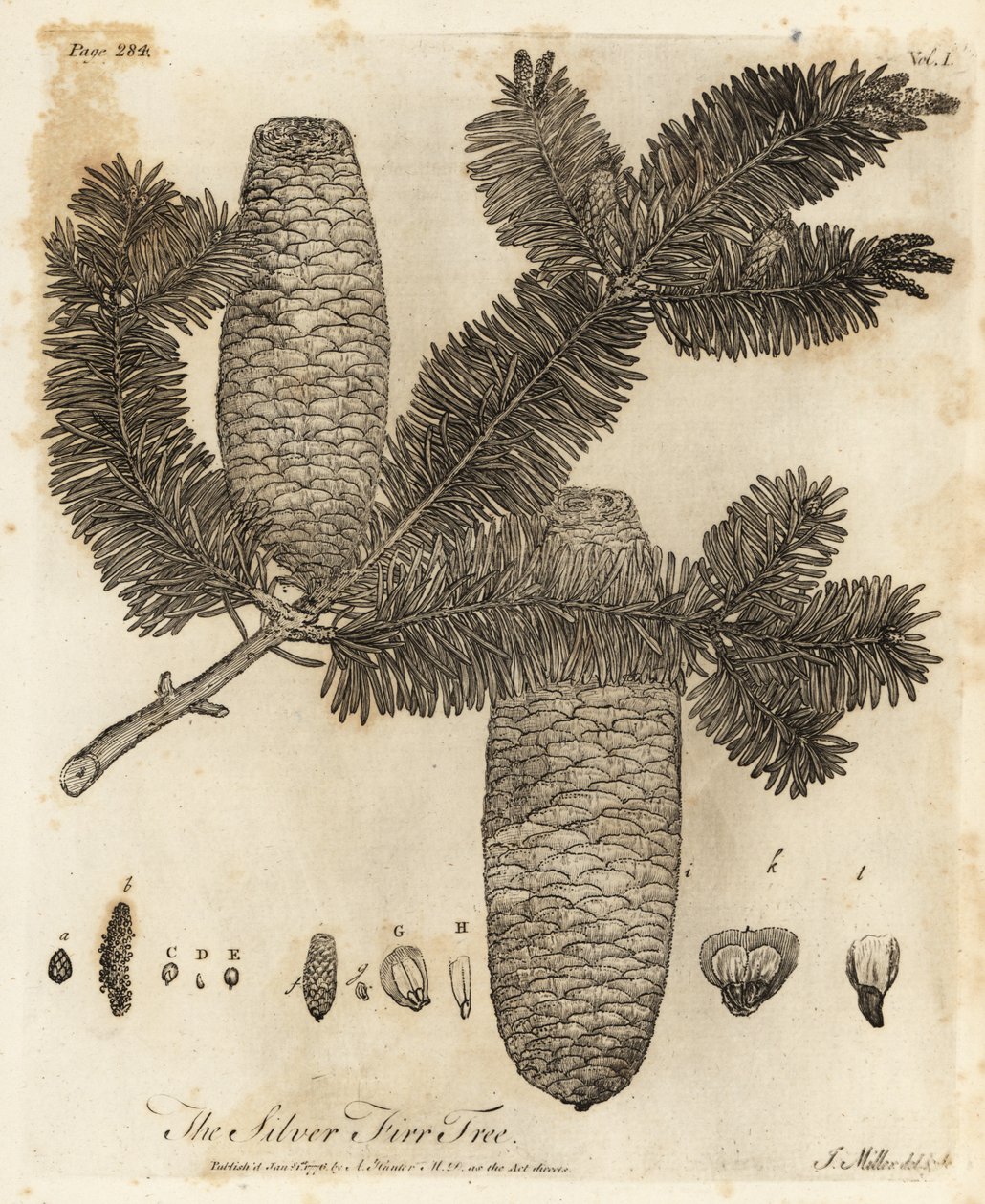 Avrupa gümüş köknar, Abies alba. by Johann Sebastien Muller