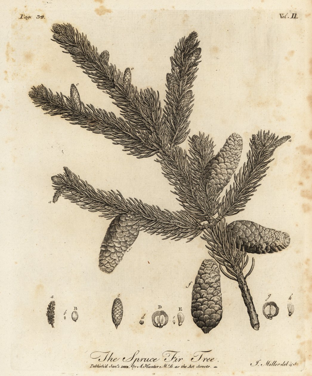 Norveç ladin veya Avrupa ladin, Picea abies by Johann Sebastien Muller