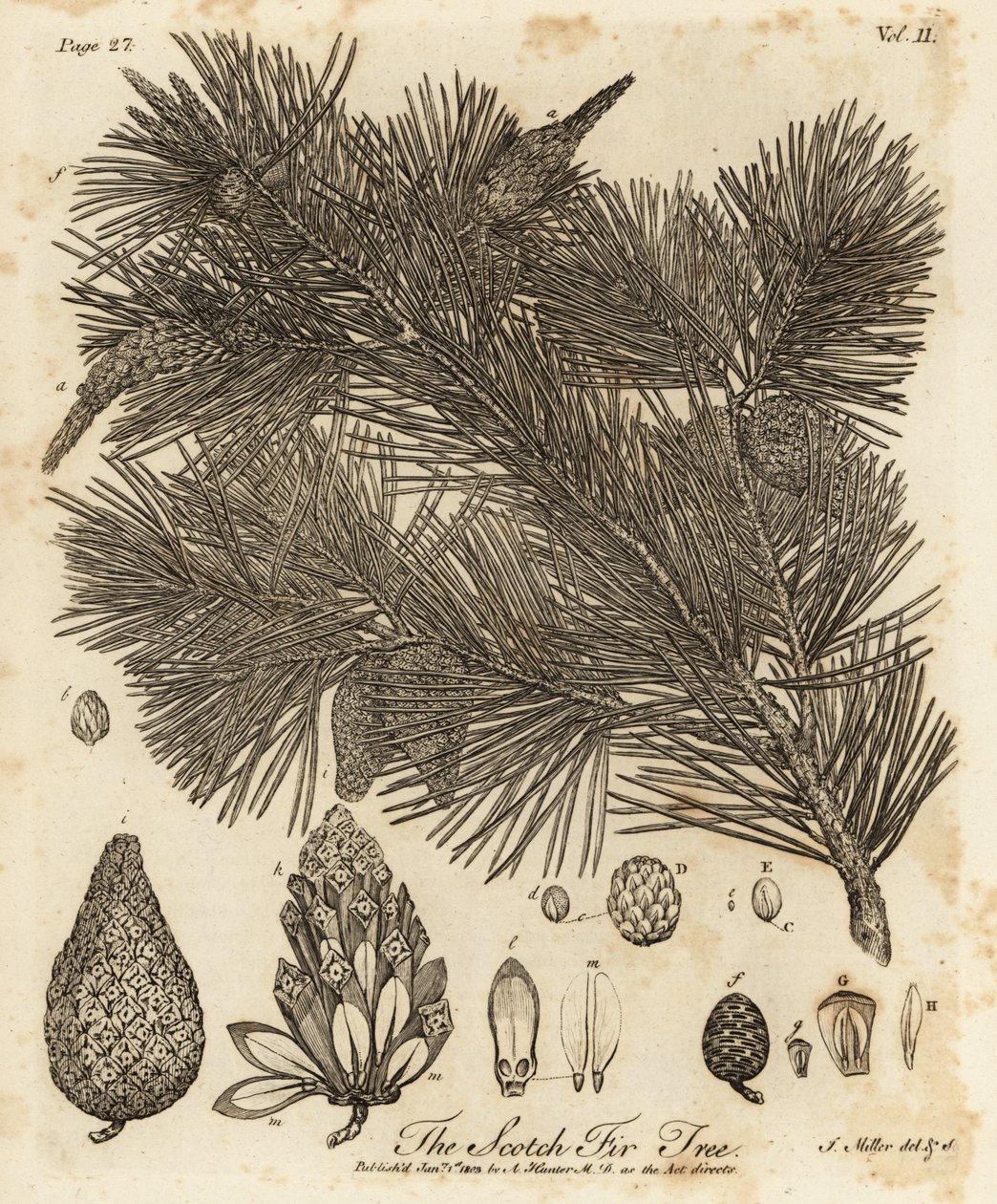 Sarıçam ağacı, Pinus sylvestris. by Johann Sebastien Muller