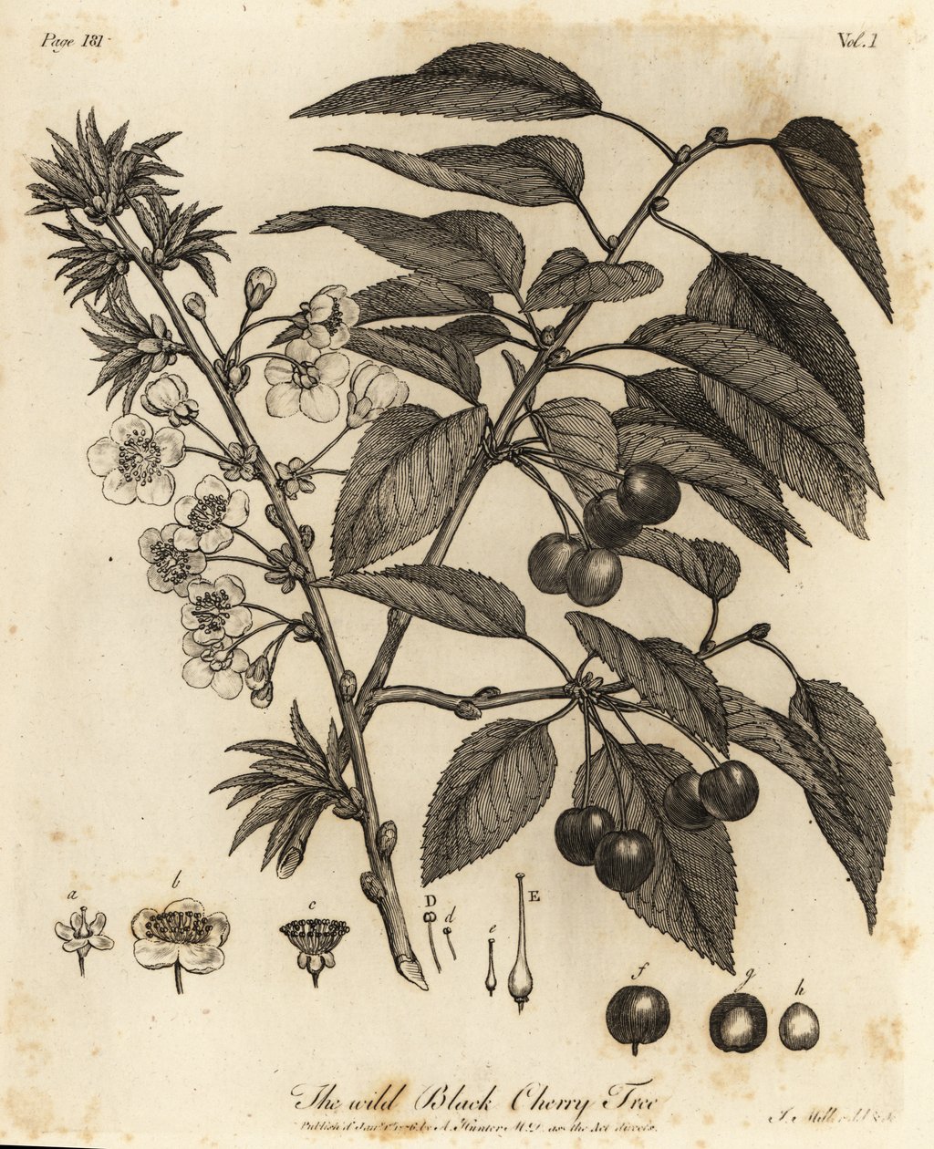 Vişne, vişne veya bodur vişne, Prunus cerasus. by Johann Sebastien Muller