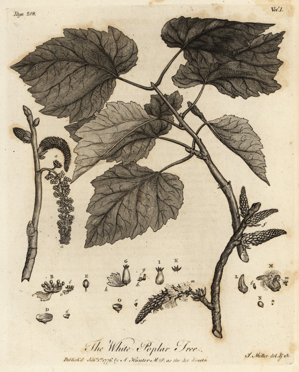 Beyaz Kavak Ağacı, Populus alba. by Johann Sebastien Muller