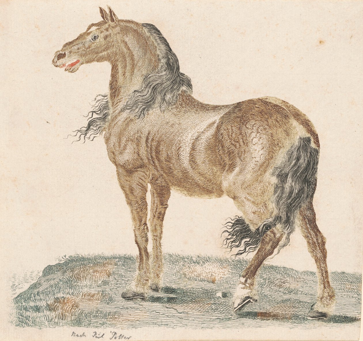 komşu at by Johann Teyler, after Paulus Potter