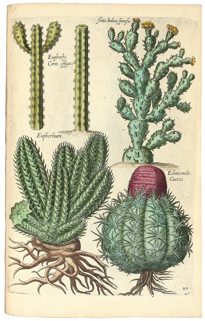 kaktüsler, 1641 by Johann Theodor de Bry