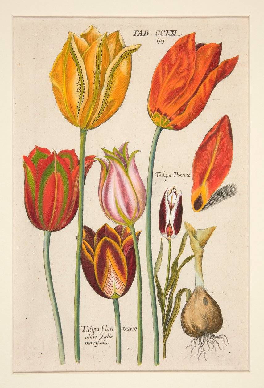 Yeni Florilegium, yani Variorum