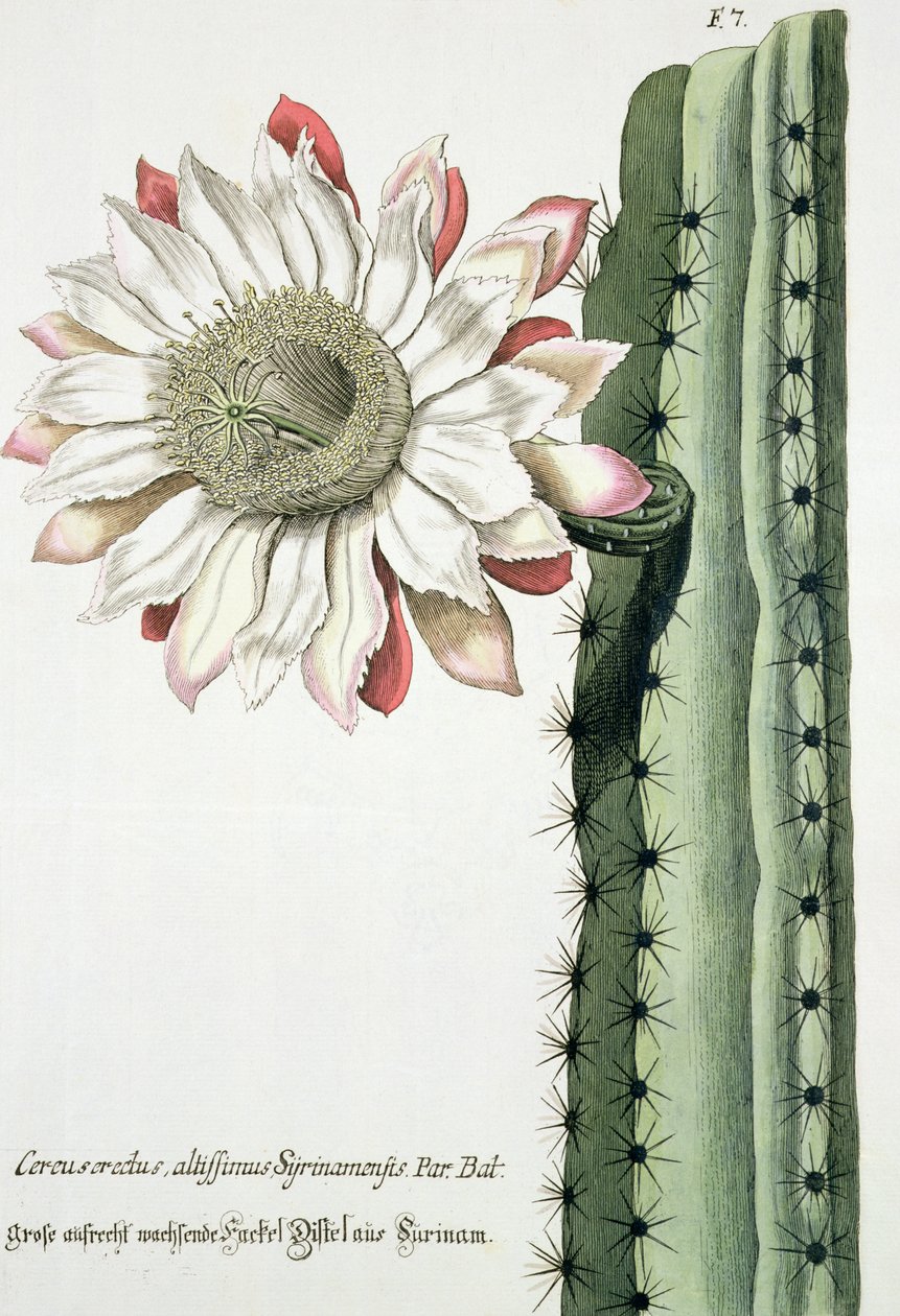 Phythanthoza Iconographica