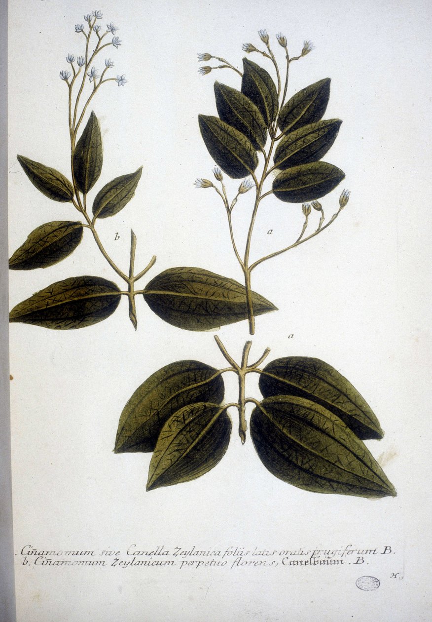 Cinnamomum Zeylanicum (Ceylon Cinnamomum) - J.W. Weinmann