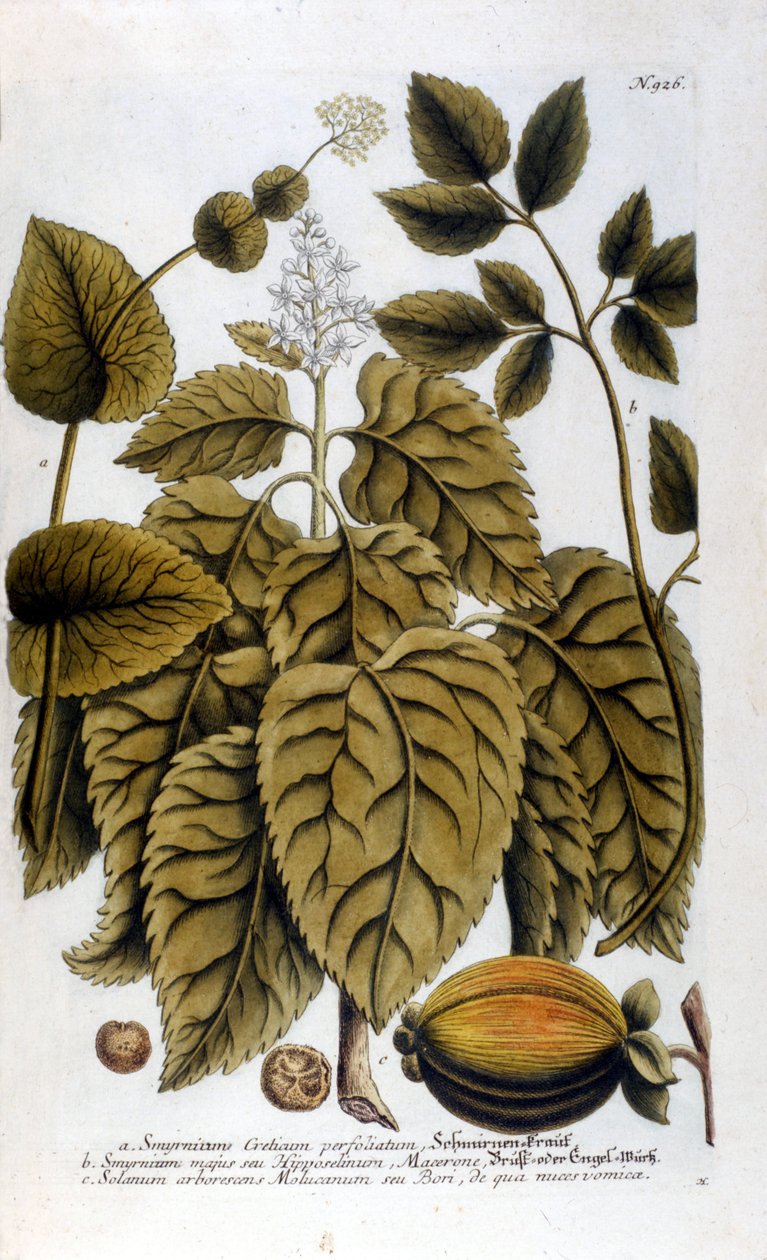Smyrnium Cretium perfoliatum - Maceron de Crete veya Maceron perfolia. J. W. Weinmann