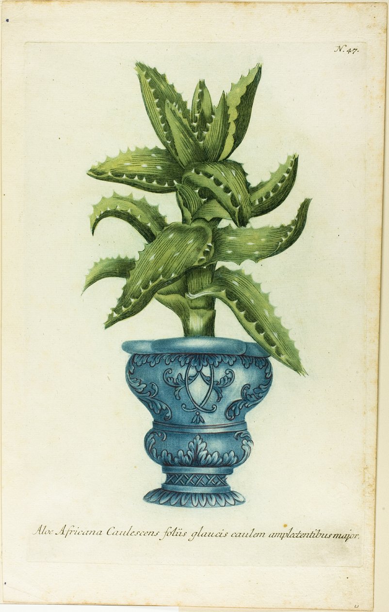 Afrika Aloe, Phtanthoza Iconographia'dan 47 numaralı plaka by Johann Wilhelm Weinmann