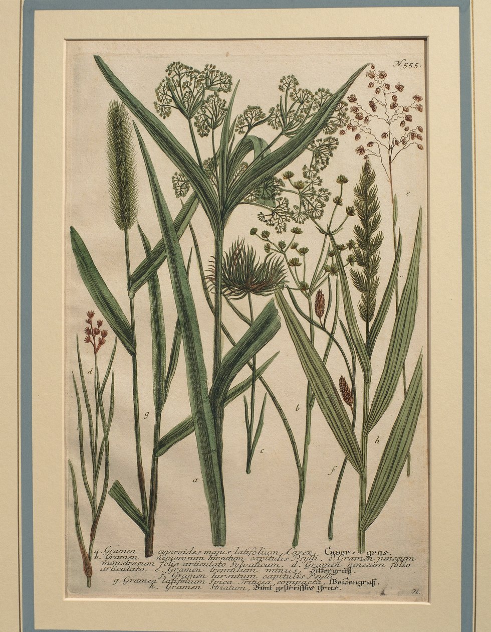 Bermuda Otu (Cynodon dactylon), renkli gravür by Johann Wilhelm Weinmann