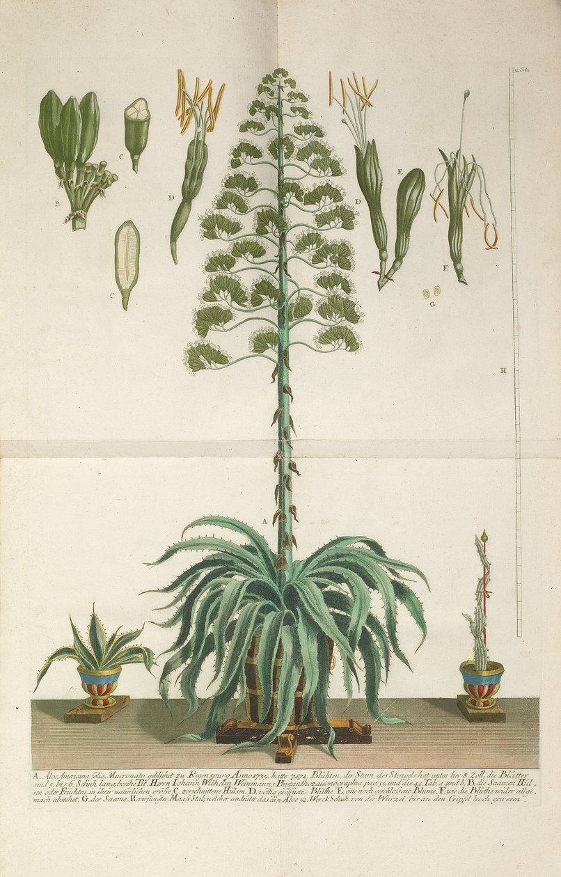 Aloe Americana folyo Mucronato