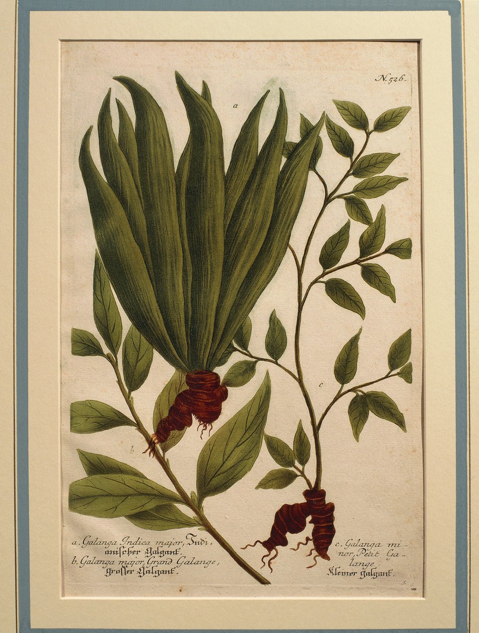 Büyük Galangal (Alpinia galanga), Galanga Indica majör ve Galanga majör, renkli gravür by Johann Wilhelm Weinmann