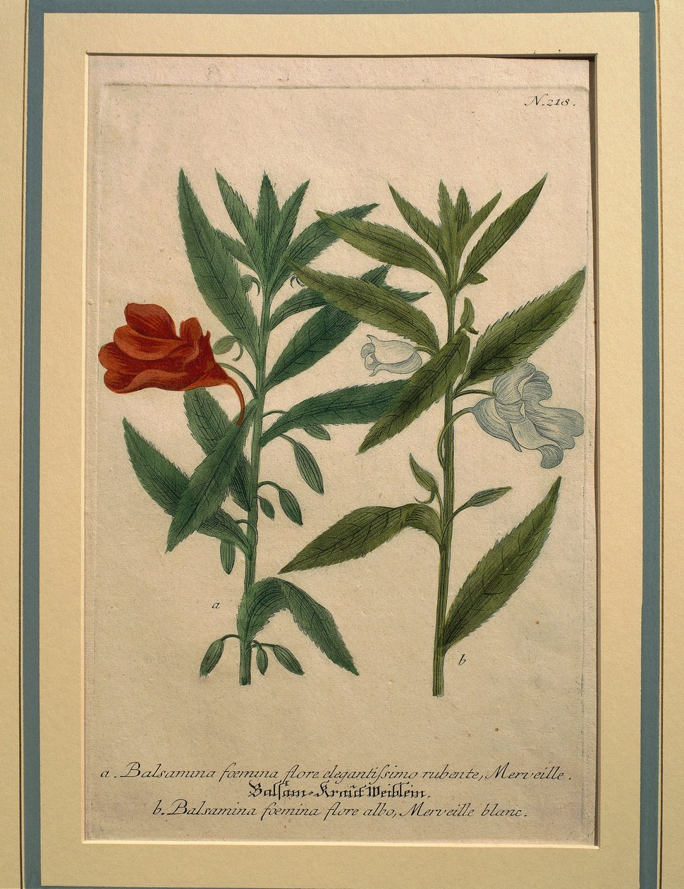 Impatiens, renkli gravür by Johann Wilhelm Weinmann