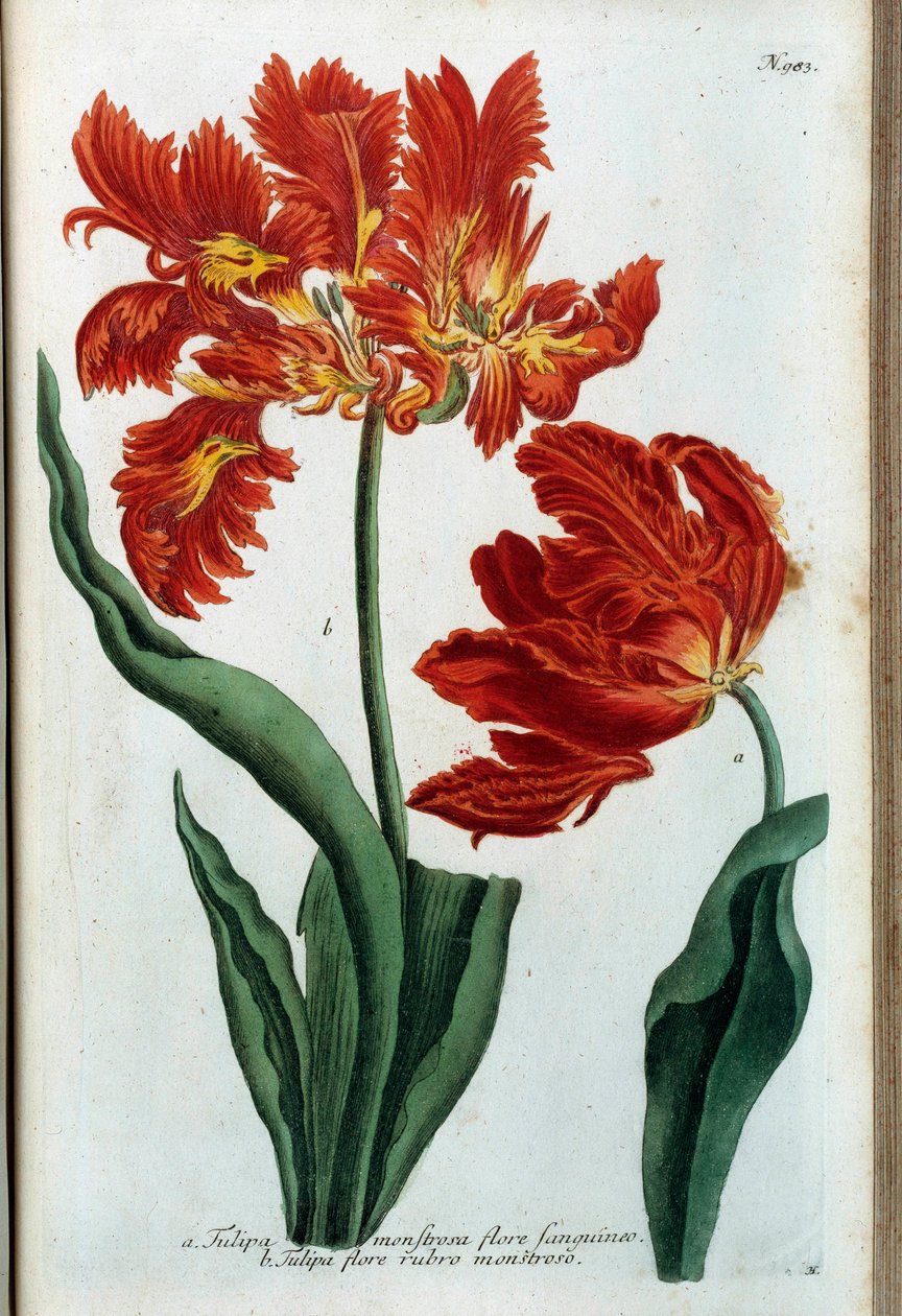 Kırmızı lale. botanik kurulu by Johann Wilhelm Weinmann